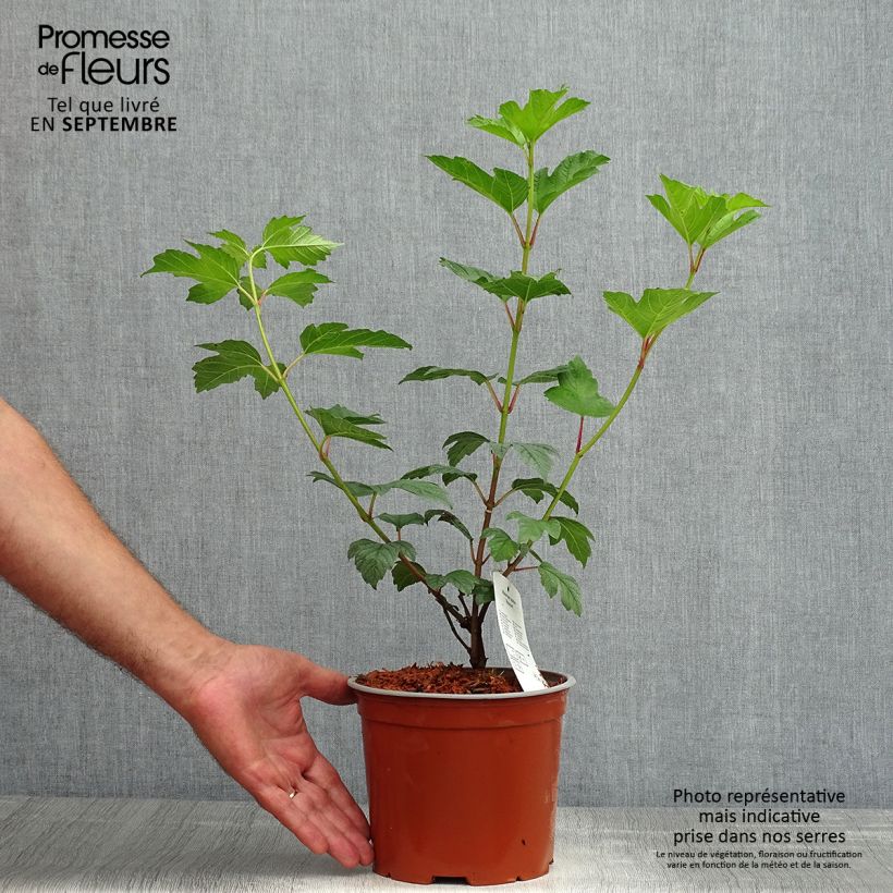 Ejemplar de Viburnum opulus Roseum Maceta 2L/3LAltura de entrega aprox. 40/50cm entregado en verano