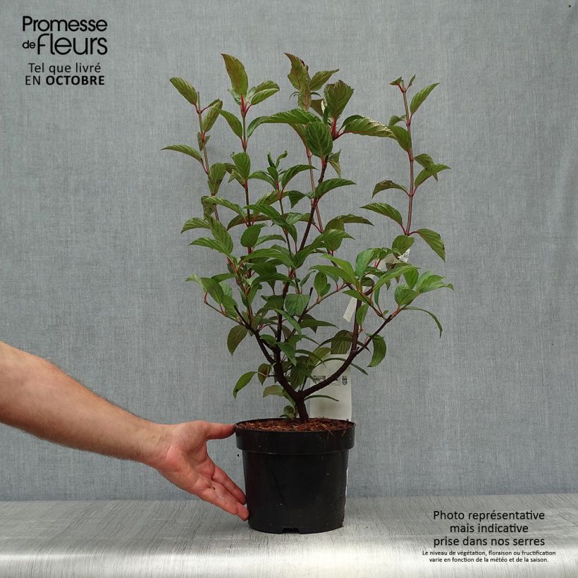 Ejemplar de Viburnum bodnantense Charles Lamont - Viburno Maceta 3L/4L entregado en otoño