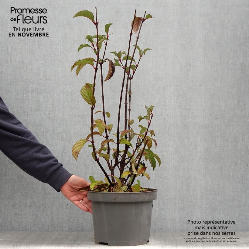 Ejemplar de Viburnum bodnantense Dawn - Viburno Maceta 6L/7L entregado en otoño