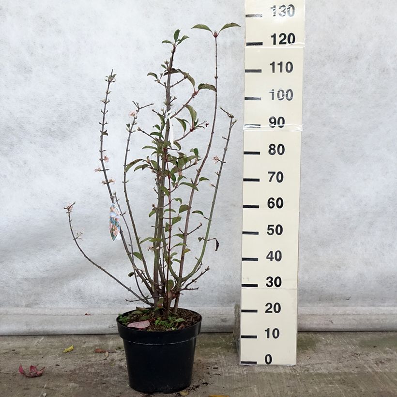 Ejemplar de Viburnum bodnantense Dawn - Viburno Maceta 7,5L/10L entregado en otoño
