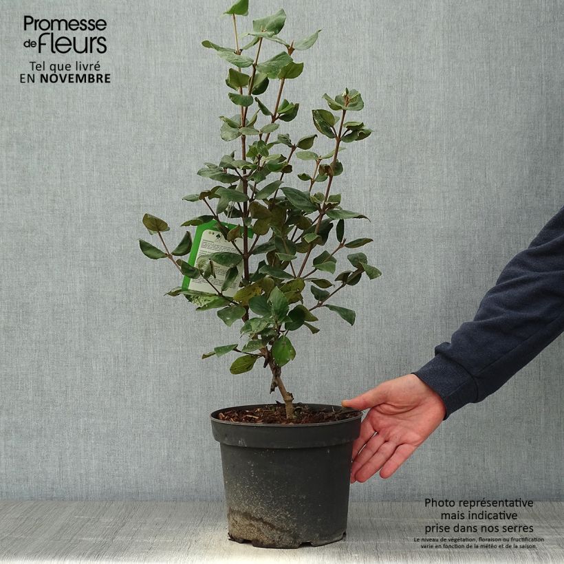 Ejemplar de Viburnum burkwoodii Ann Russell - Viburno Maceta 3L/4L entregado en otoño