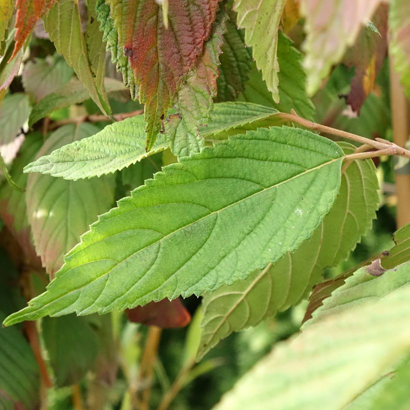 Viburnum plicatum Cascade - Viburno de China (Follaje)