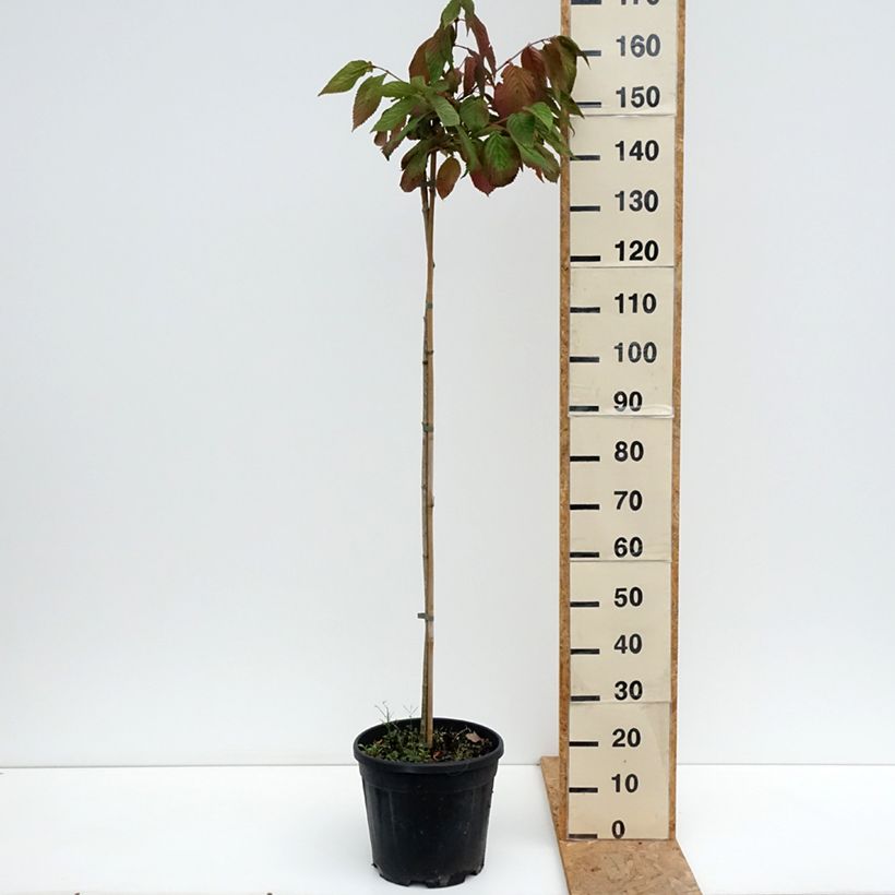 Ejemplar de Viburnum plicatum Cascade - Viburno de China Maceta 12L/15L entregado en verano