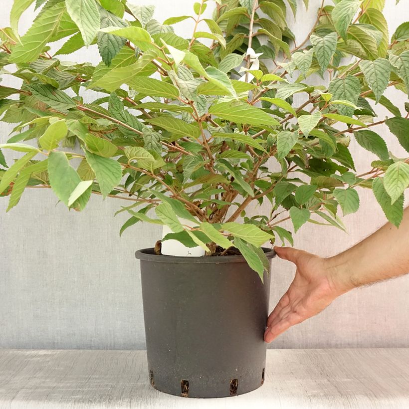Ejemplar de Viburnum plicatum Mariesii - Viburno de China Maceta 12L/15L entregado en verano