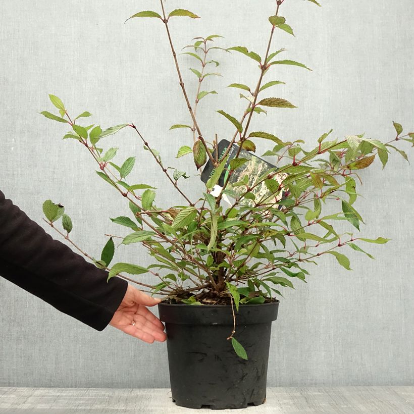 Ejemplar de Viburnum plicatum f. tomentosum Molly Schroeder - Viburno de China Maceta 7,5L/10L entregado en otoño