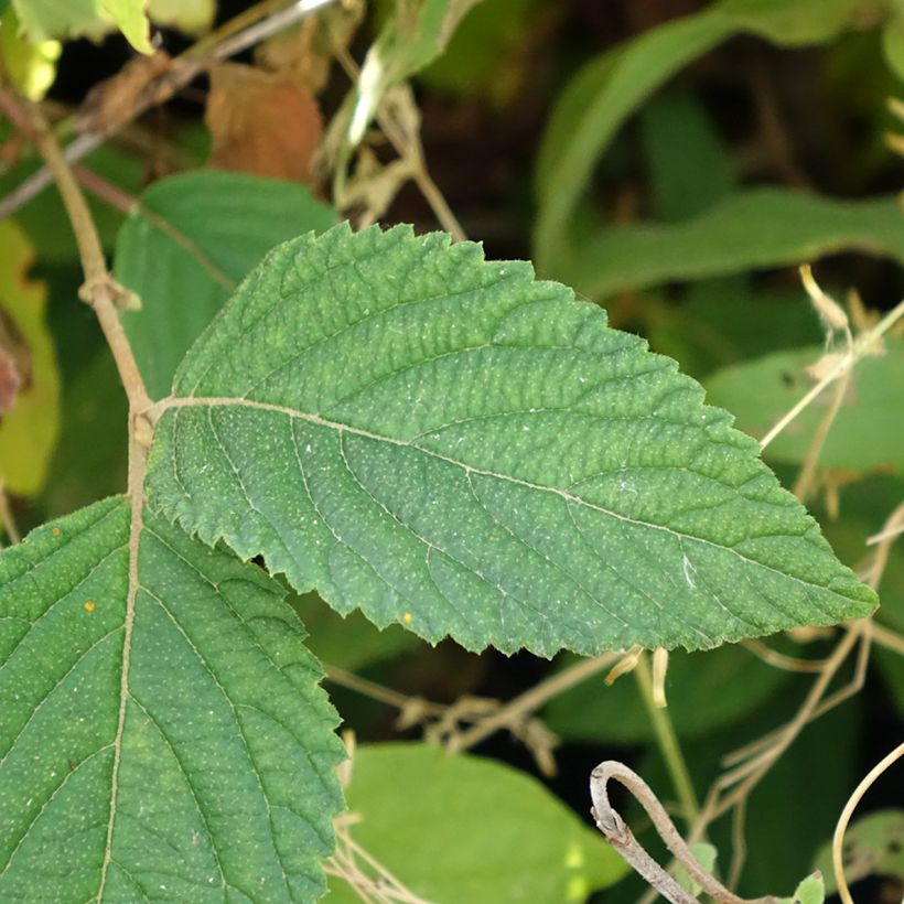 Viburnum plicatum Tomentosum - Viburno de China (Follaje)