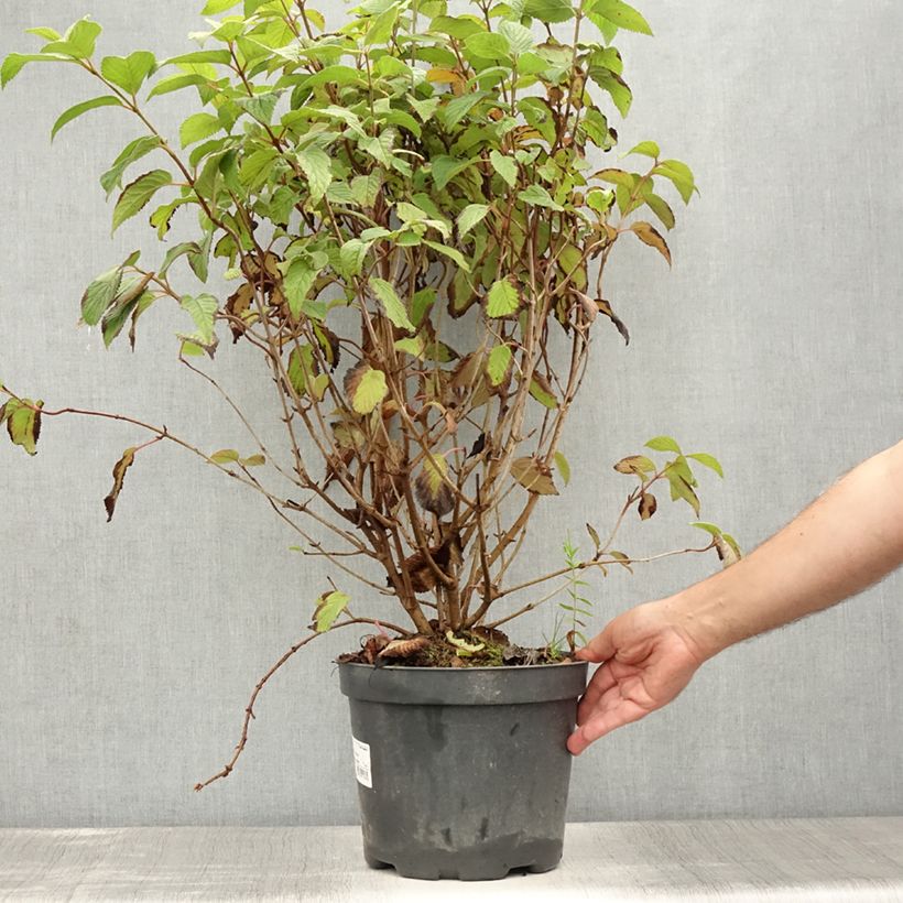Ejemplar de Viburnum plicatum Tomentosum - Viburno de China Maceta 7,5L/10LAltura de entrega aprox. 60/80cm entregado en verano