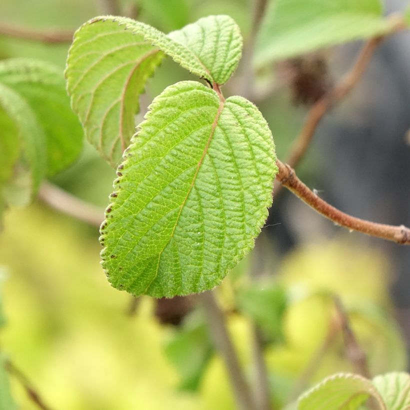 Viburnum plicatum Tomentosum - Viburno de China (Follaje)