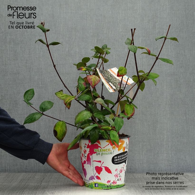 Ejemplar de Viburnum burkwoodii Mohawk - Viburno Maceta 4L/5L entregado en otoño