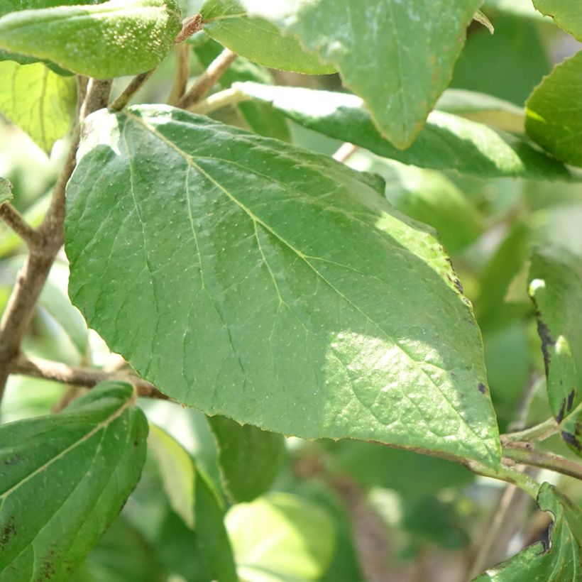 Viburnum burkwoodii Mohawk - Viburno (Follaje)