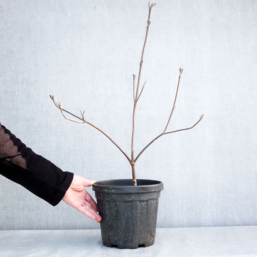 Viburnum furcatum - Viburno Maceta 6L/7L Ejemplar entregado en invierno
