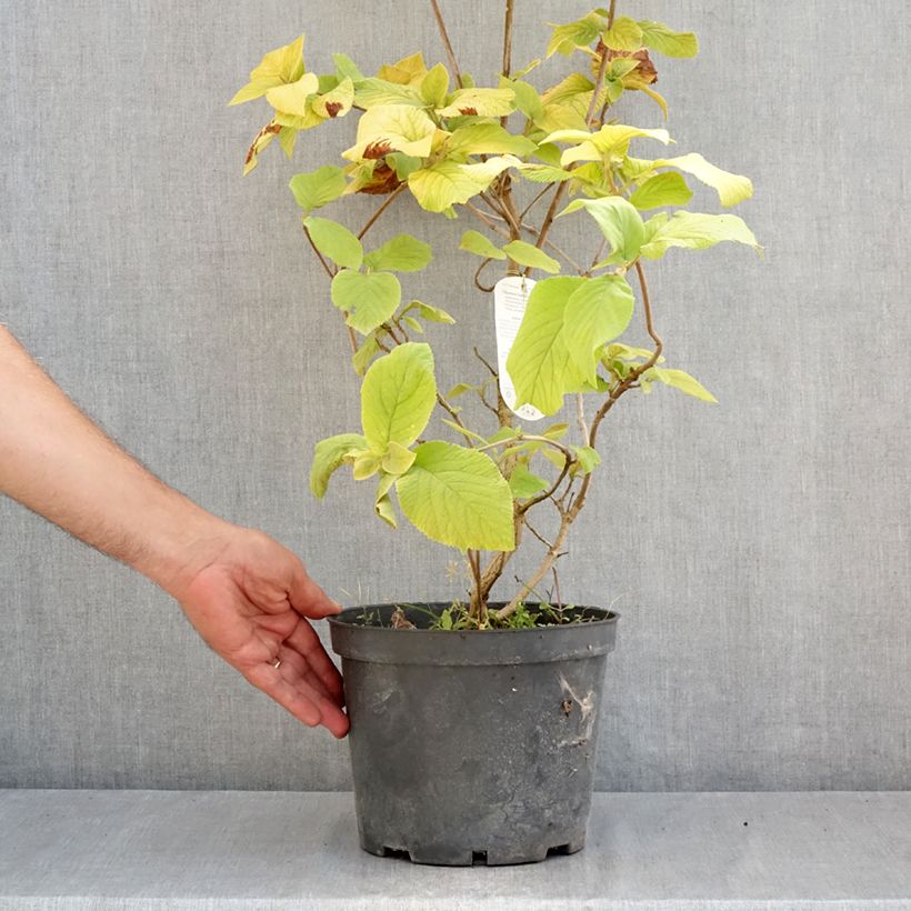 Ejemplar de Viburnum lantana Aureum - Morrionera Maceta 4L/5L entregado en verano