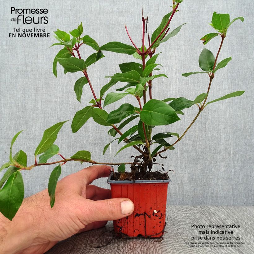 Ejemplar de Durillo - Viburnum tinus Maceta de 8/9 cm entregado en otoño