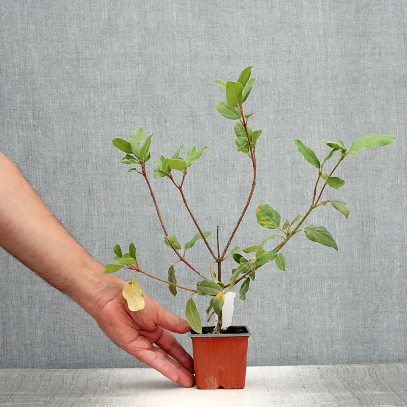Ejemplar de Viburnum tinus Gwenllian - Durillo Maceta de 8/9 cm entregado en verano