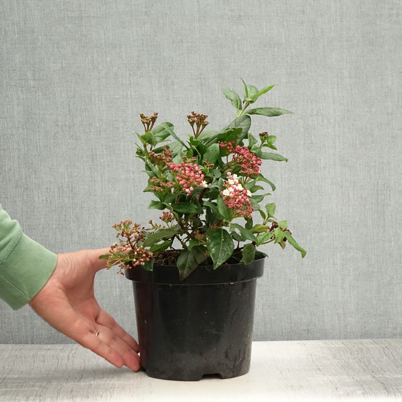 Ejemplar de Viburnum tinus Gwenllian - Durillo Maceta 2L/3LAltura de entrega aprox. 15/20cm entregado en verano