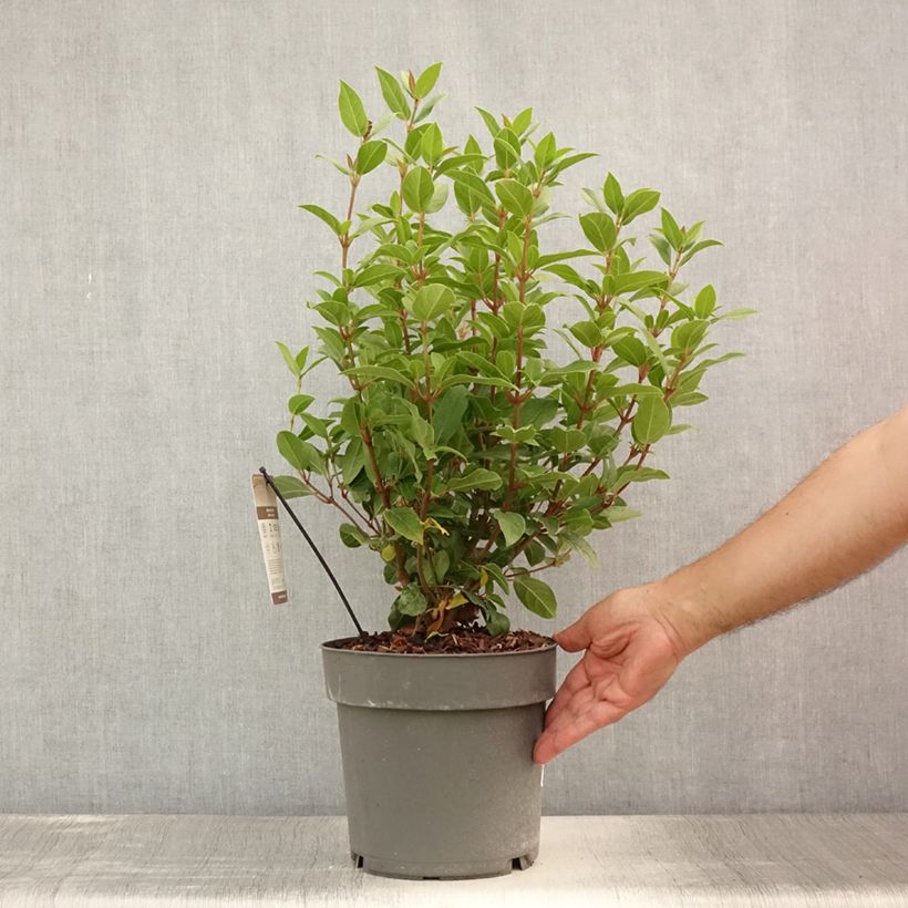 Ejemplar de Viburnum tinus Spirit - Durillo Maceta 3L/4LAltura de entrega aprox. 30/40cm entregado en verano