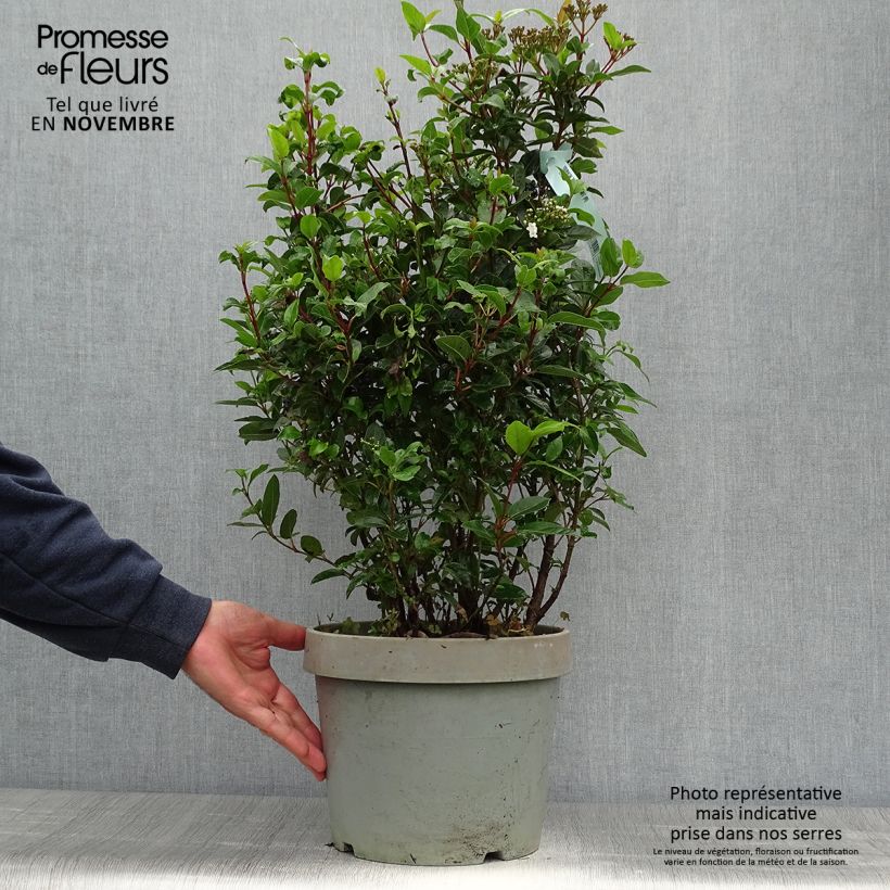 Ejemplar de Viburnum tinus Spirit - Durillo Maceta 7,5L/10L entregado en otoño