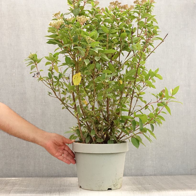 Ejemplar de Viburnum tinus Spirit - Durillo Maceta 7,5L/10LAltura de entrega aprox. 60/+cm entregado en verano