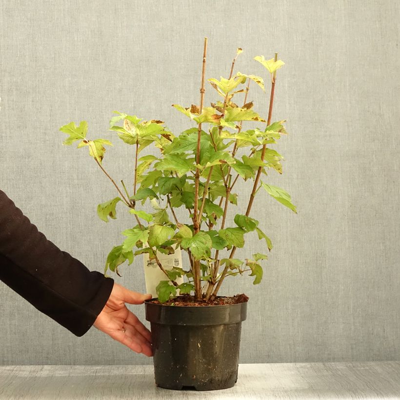 Ejemplar de Viburnum opulus Park Harvest Maceta 2L/3L entregado en otoño