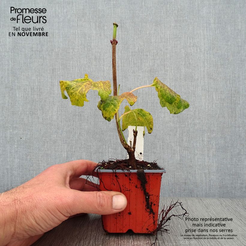 Ejemplar de Viburnum opulus Compactum Maceta de 8/9 cm entregado en otoño