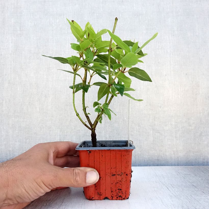 Ejemplar de Viburnum opulus Compactum Maceta de 8/9 cmAltura de entrega aprox. 10/15cm entregado en verano