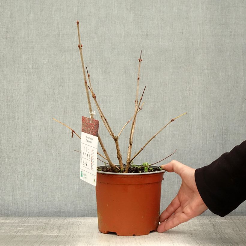 Ejemplar de Viburnum opulus Compactum Maceta 3L/4L entregado en otoño