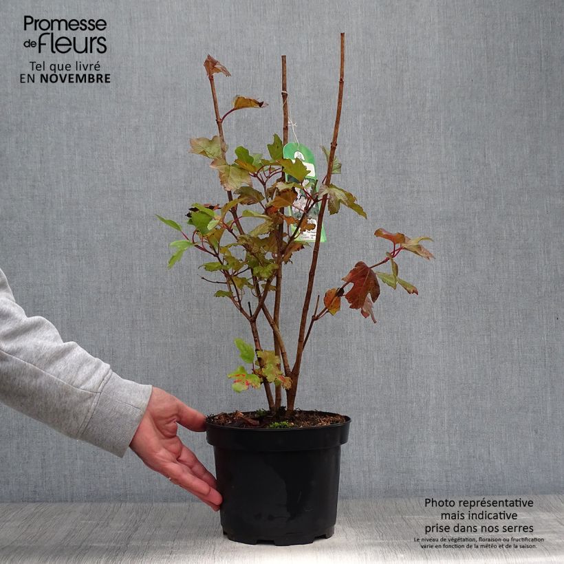 Ejemplar de Bola de nieve - Viburnum opulus Maceta 2L/3L entregado en otoño