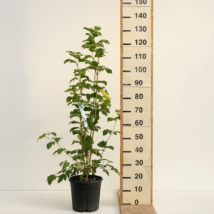 Ejemplar de Bola de nieve - Viburnum opulus Maceta 7,5L/10L entregado en verano