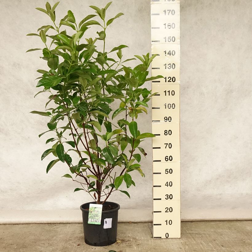 Ejemplar de Viburnum odoratissimum - Viburno Maceta 12L/15L entregado en verano