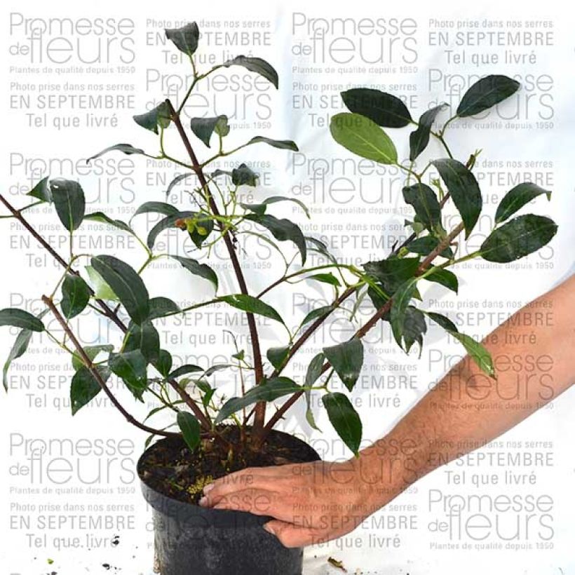 Ejemplo de ejemplar de Viburnum Le Bois Marquis - Viburno Maceta 7,5L/10LAltura de entrega aprox. 60/80cm tal y como se entrega