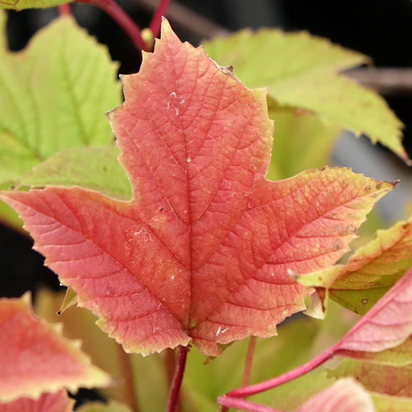 Viburnum trilobum Spring Red Compact - Viburno (Follaje)