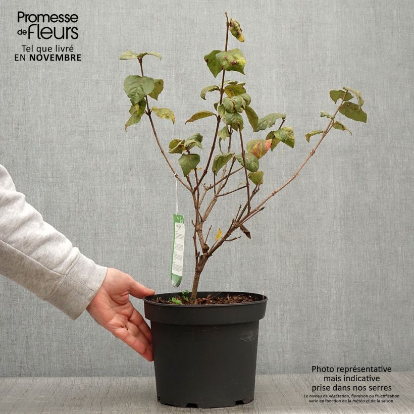 Ejemplar de Viburnum carlesii Aurora - Viburno Maceta 3L/4L entregado en otoño