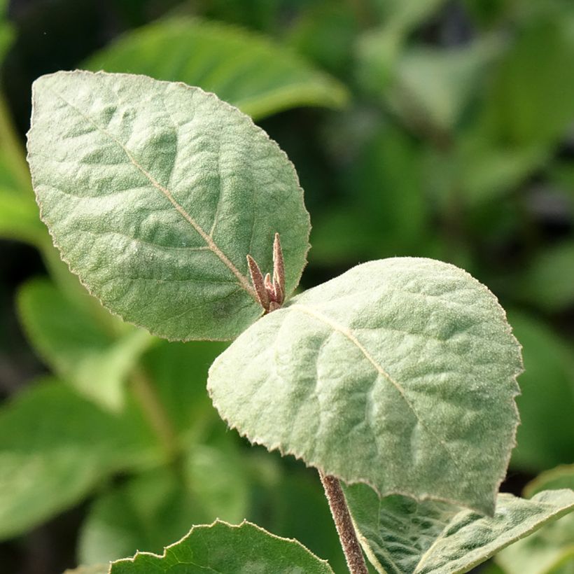 Viburnum carlesii Aurora - Viburno (Follaje)