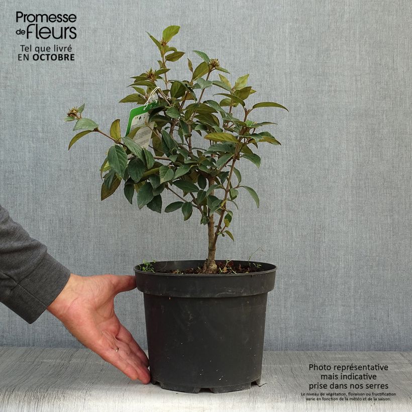 Ejemplar de Viburnum utile Eskimo - Viburno Maceta 2L/3L entregado en otoño