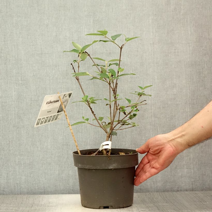 Ejemplar de Viburnum utile Eskimo - Viburno Maceta 4L/5LAltura de entrega aprox. 30/40cm entregado en verano