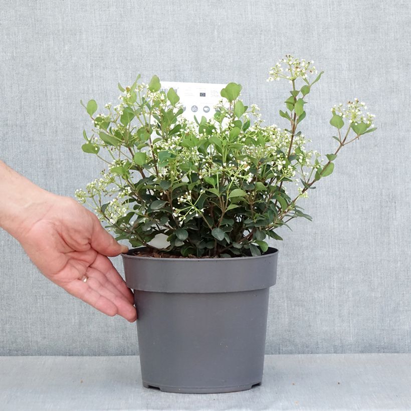 Viburnum x tinus Fairy Stars® -  Maceta 3L/4L Ejemplar entregado en la primavera