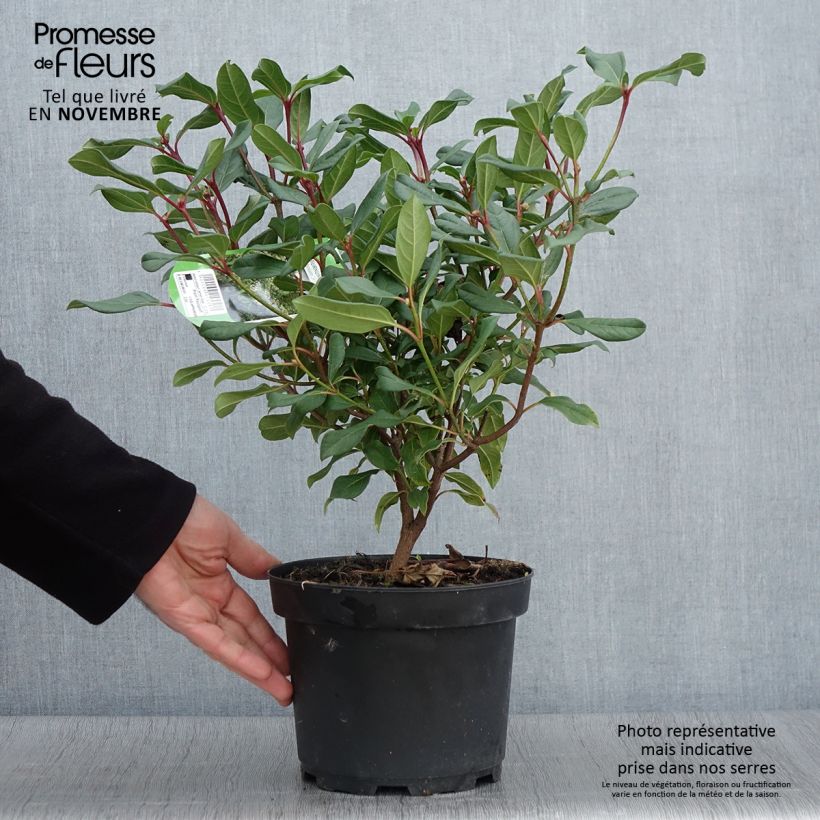 Ejemplar de Viburnum davidii Jermyns Globe - Viburno chino Maceta 3L/4L entregado en otoño