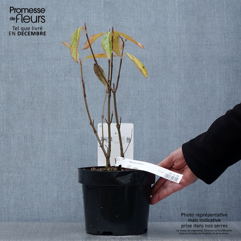 Ejemplar de Viburnum nudum Brandywine - Viburno Maceta 2L/3L entregado en otoño