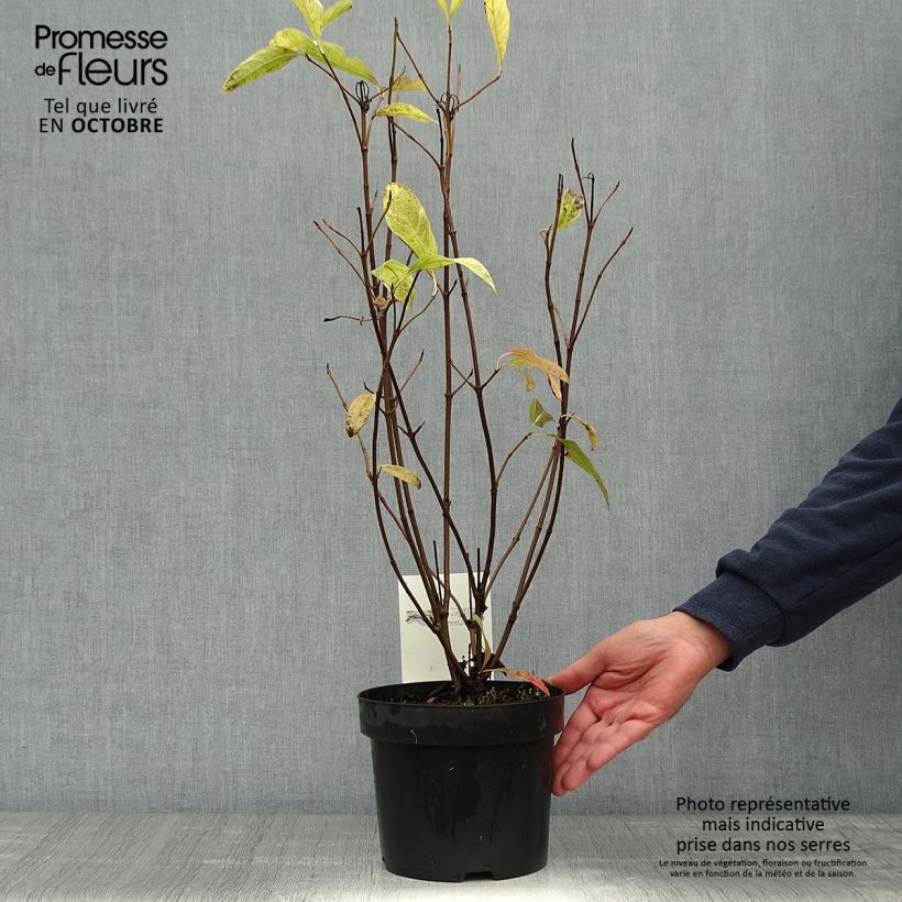 Ejemplar de Viburnum nudum Pink Beauty - Viburno Maceta 3L/4L entregado en otoño