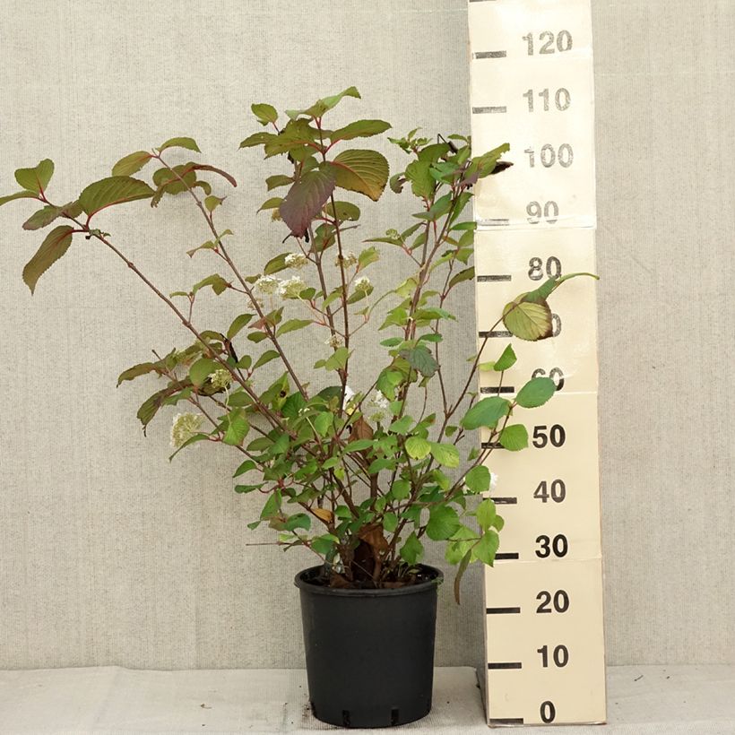 Ejemplar de Viburnum plicatum Grandiflorum Noble - Viburno de China Maceta 12L/15L entregado en otoño