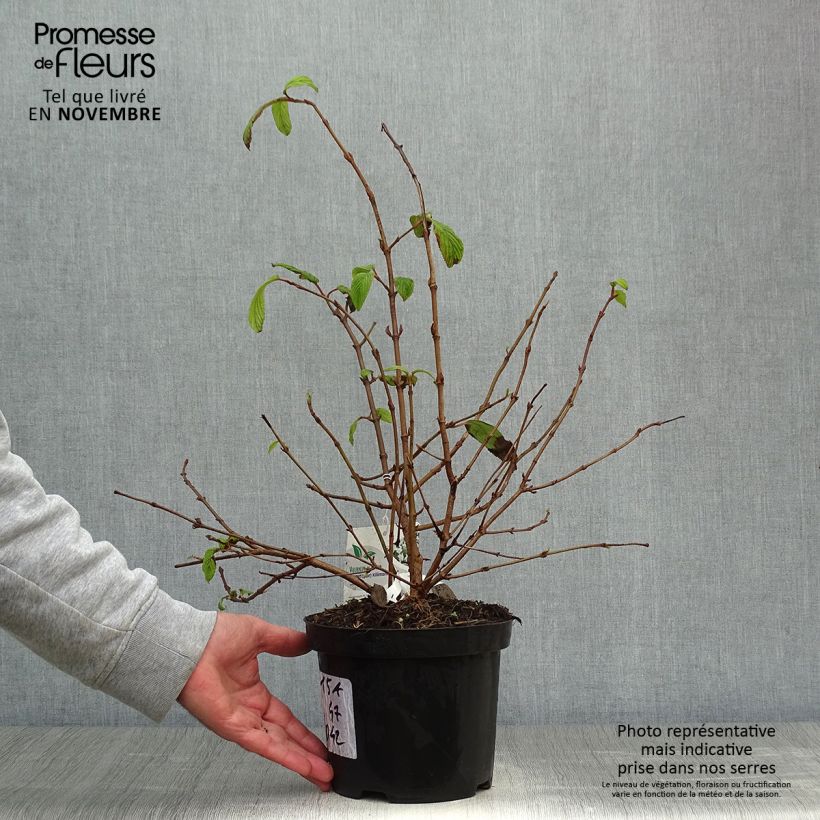 Ejemplar de Viburnum plicatum Kilimanjaro - Viburno de China Maceta 2L/3L entregado en otoño