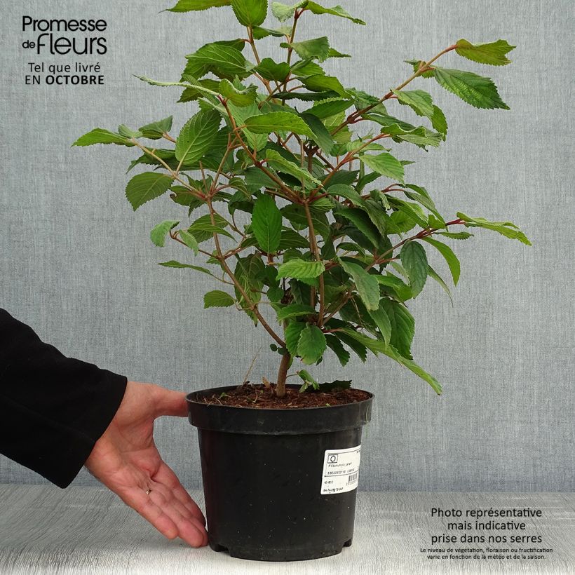 Ejemplar de Viburnum plicatum Lanarth - Viburno de China Maceta 2L/3L entregado en otoño