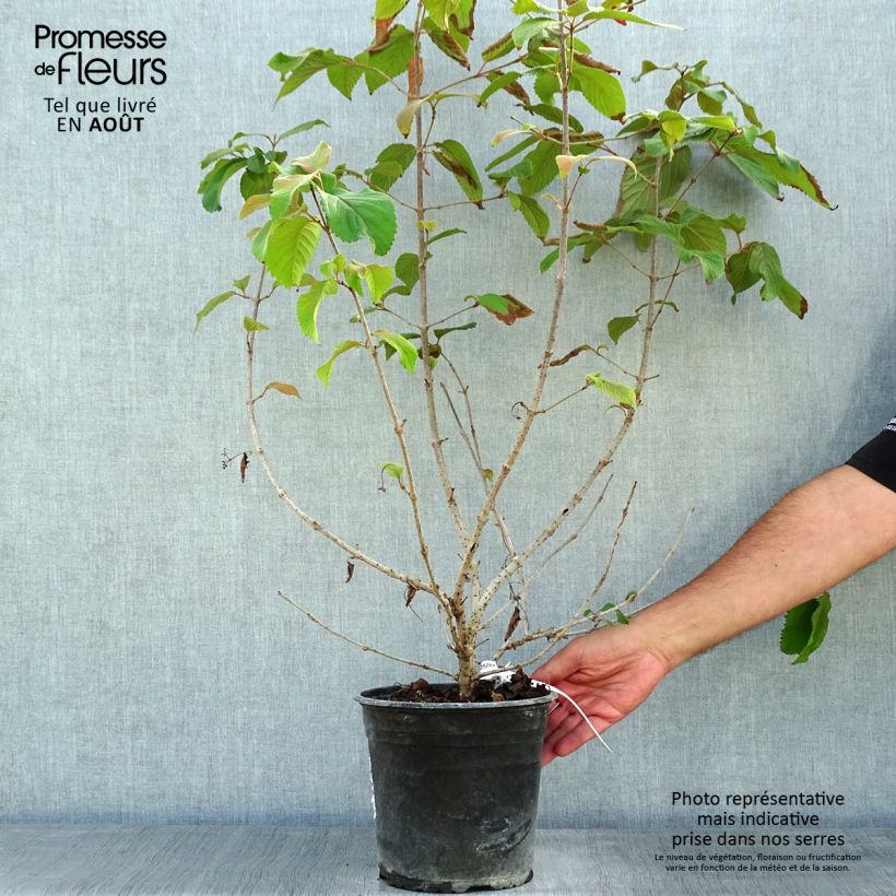 Ejemplar de Viburnum plicatum Mariesii Great Star - Viburno de China Maceta 4L/5L entregado en verano