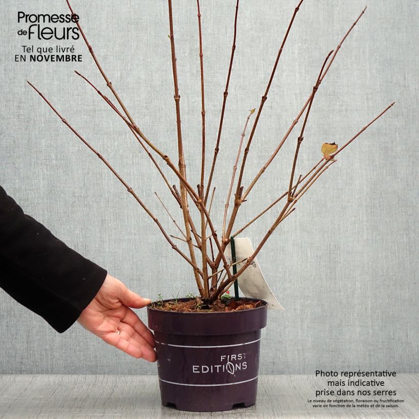 Ejemplar de Viburnum plicatum Opening Day - Viburno de China Maceta 1,5L/2L entregado en otoño