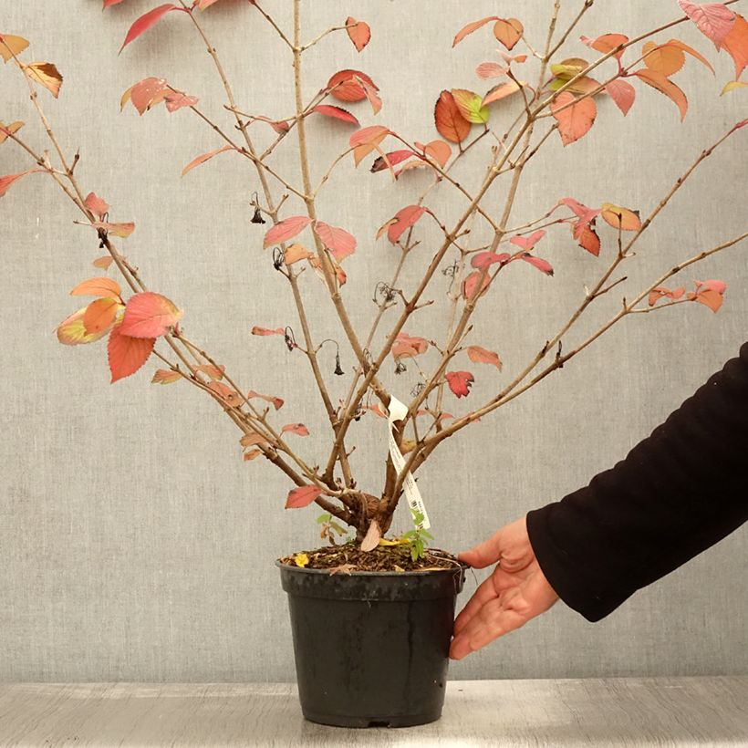 Ejemplar de Viburnum plicatum Opening Day - Viburno de China Maceta 3L/4L entregado en otoño