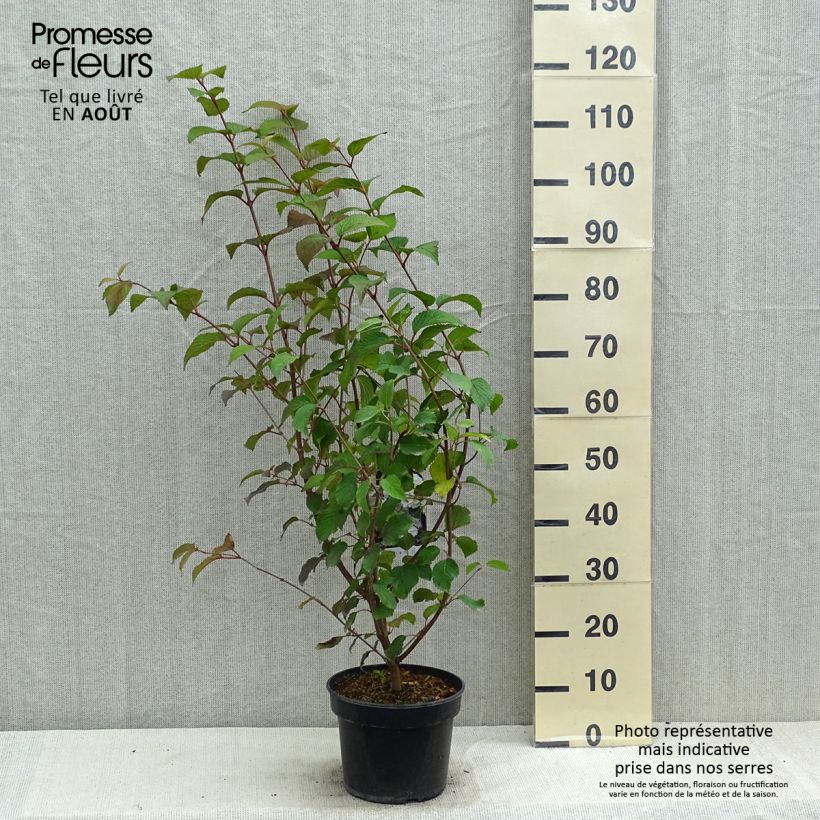 Ejemplar de Viburnum plicatum Opening Day - Viburno de China Maceta 4L/5LAltura de entrega aprox. 60/80cm entregado en verano