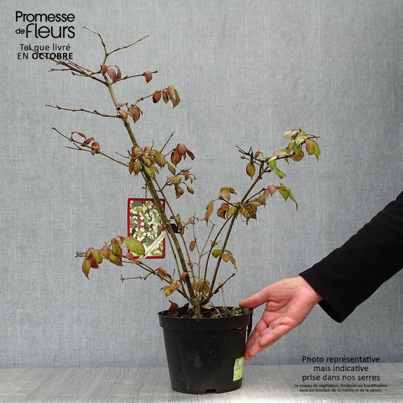 Ejemplar de Viburnum plicatum Summer Snow Flake - Viburno de China Maceta 2L/3L entregado en otoño