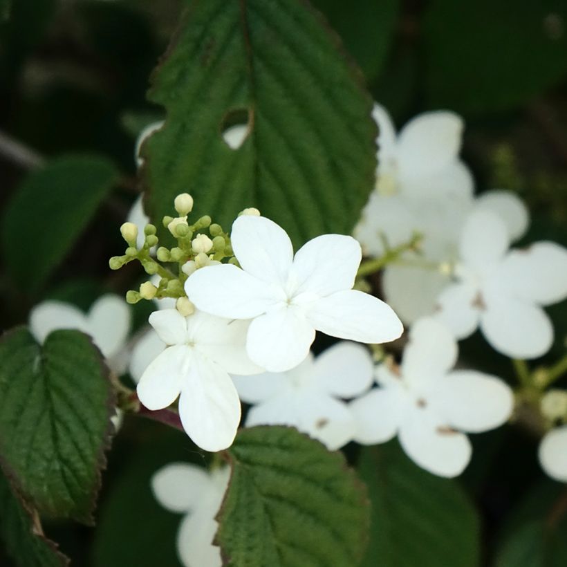 Viburnum plicatum Summer Snow Flake - Viburno de China (Floración)
