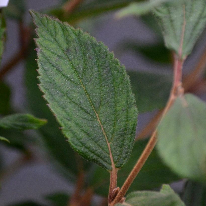 Viburnum plicatum Watanabe - Viburno de China (Follaje)