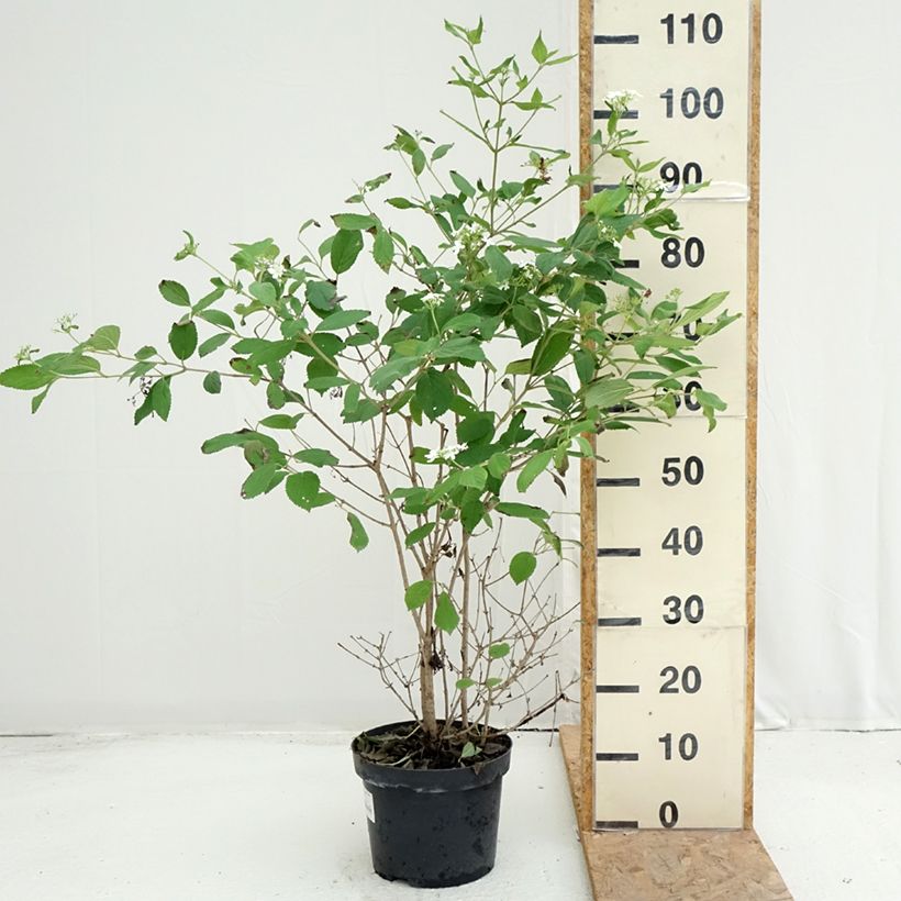 Ejemplar de Viburnum plicatum Watanabe - Viburno de China Maceta 3L/4L entregado en verano